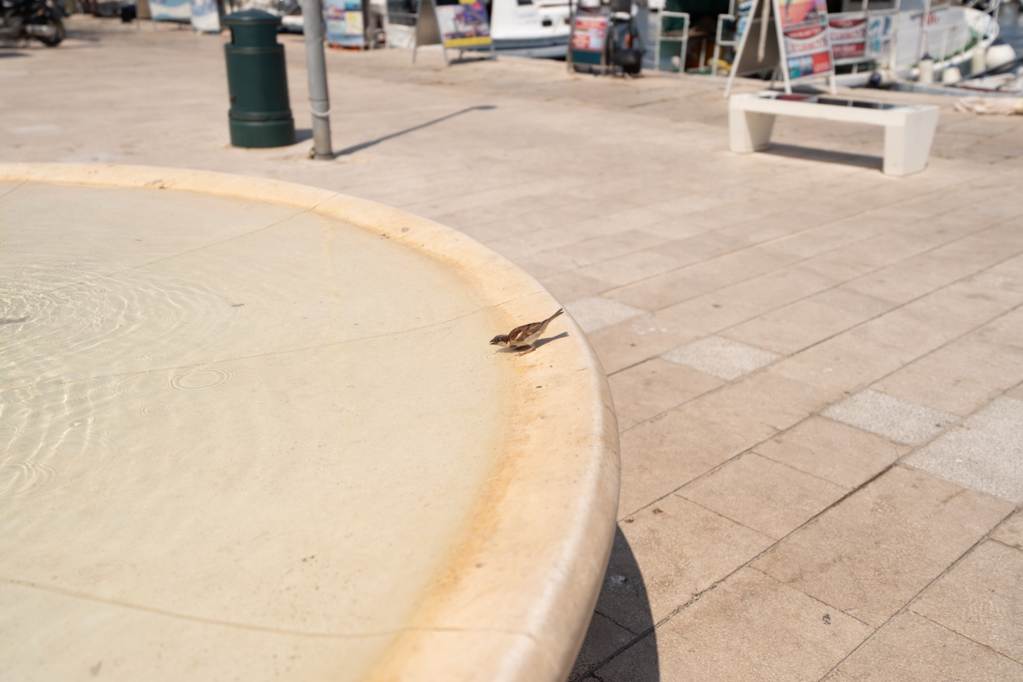 Sparrow at the fountain in Mali Lošinj